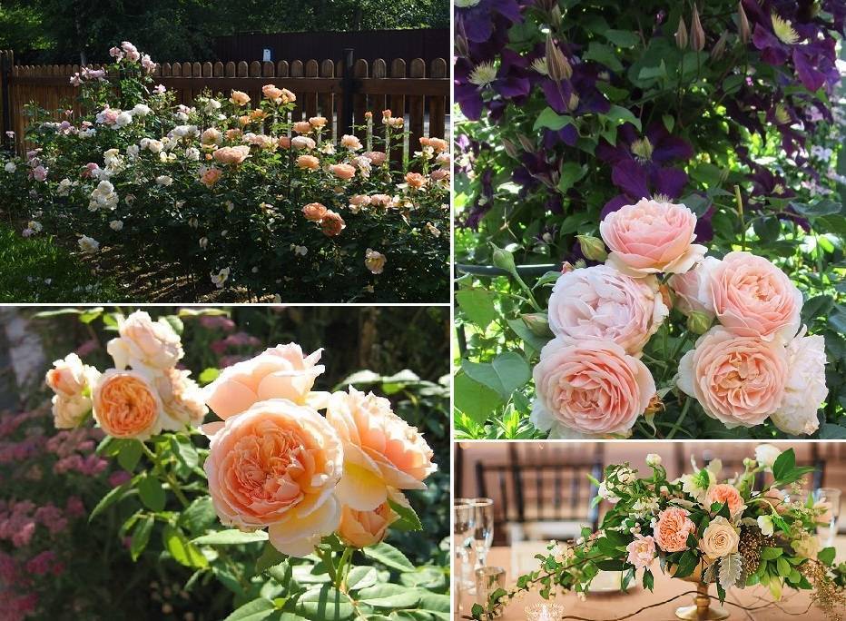 Обзор сортов роз остина - белые розы • розы и сад
