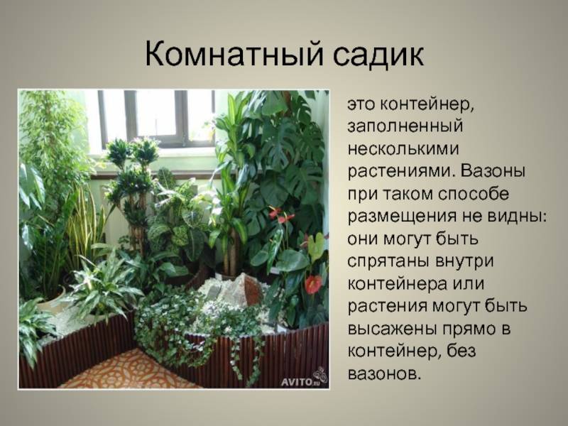 5 ролей комнатных растений в интерьере