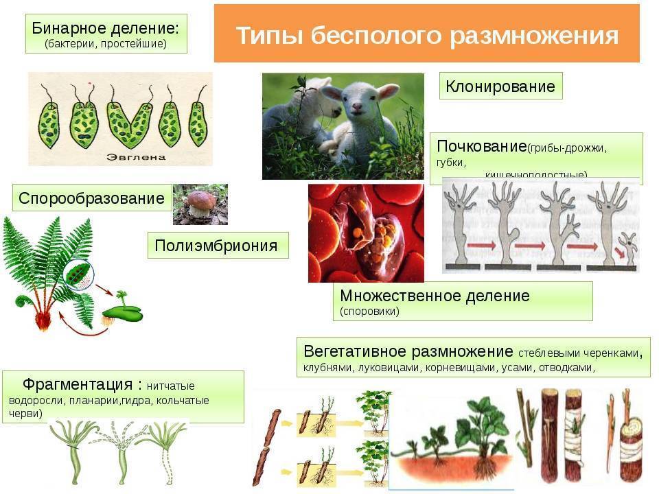 Дайте характеристику половому размножению растений