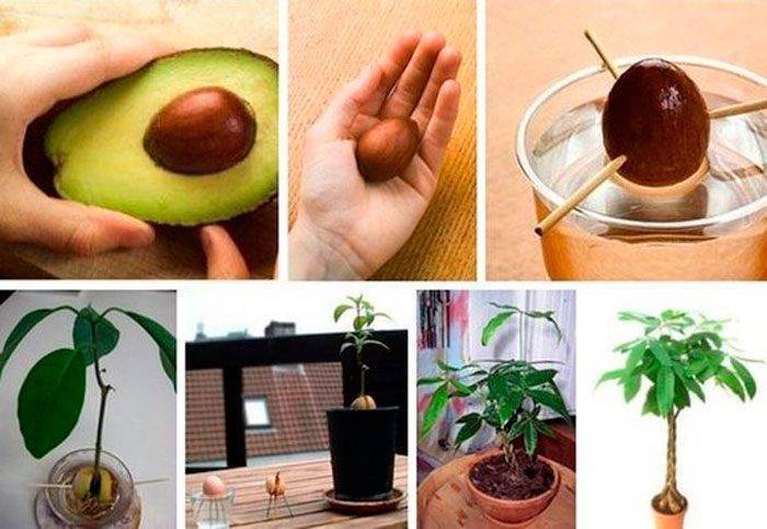 Выращивание авокадо из косточки в домашних условиях и уход за растением