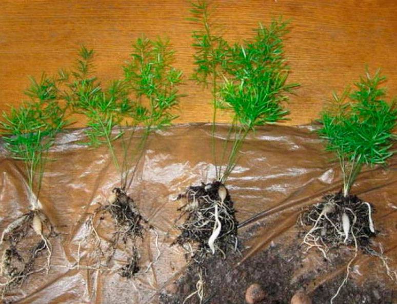 Как вырастить аспарагус из семян в домашних условиях: выращивание спаржи selo.guru — интернет портал о сельском хозяйстве