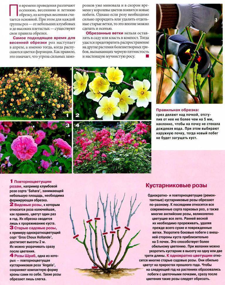 Плетистая красавица в вашем саду — роза лагуна. описание, фото, особенности ухода
