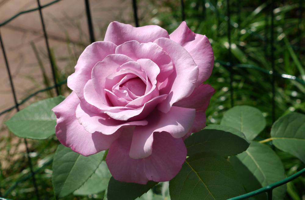 Особенности и характеристики чайно-гибридной розы майнцер фастнахт (си си)