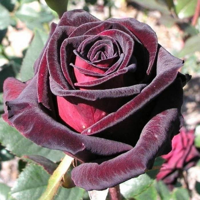 Черные розы - дачная жизнь