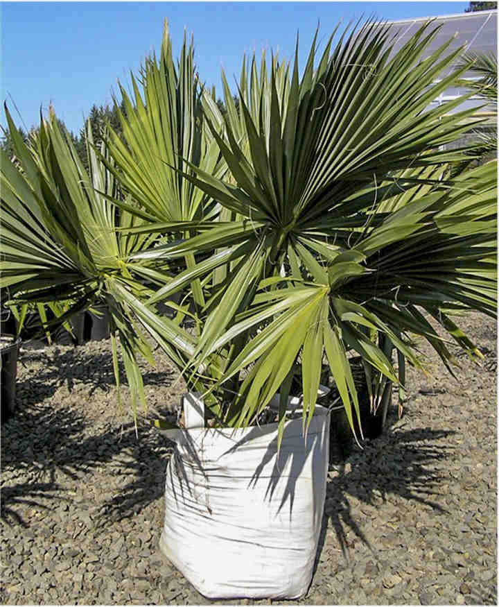 Пальма сабаль: полезные свойства и особенности ухода за комнатным растением