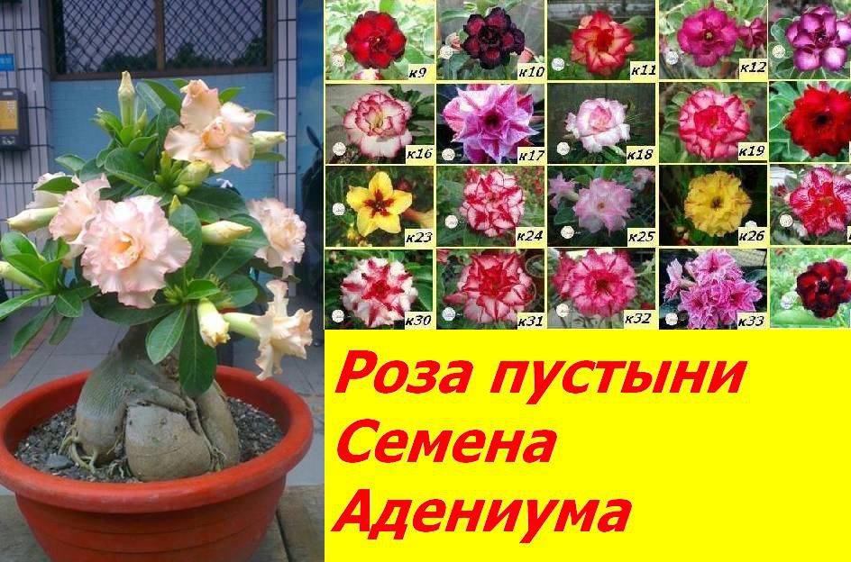 Растение адениум (adenium): размножение, обрезка и уход в домашних условиях. фото цветка