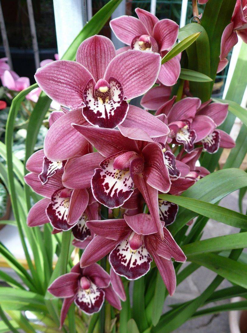 Орхидея цимбидиум как ухаживать. Орхидея Цимбидиум. Орхидея Цимбидиум красная. Королевский Цимбидиум.