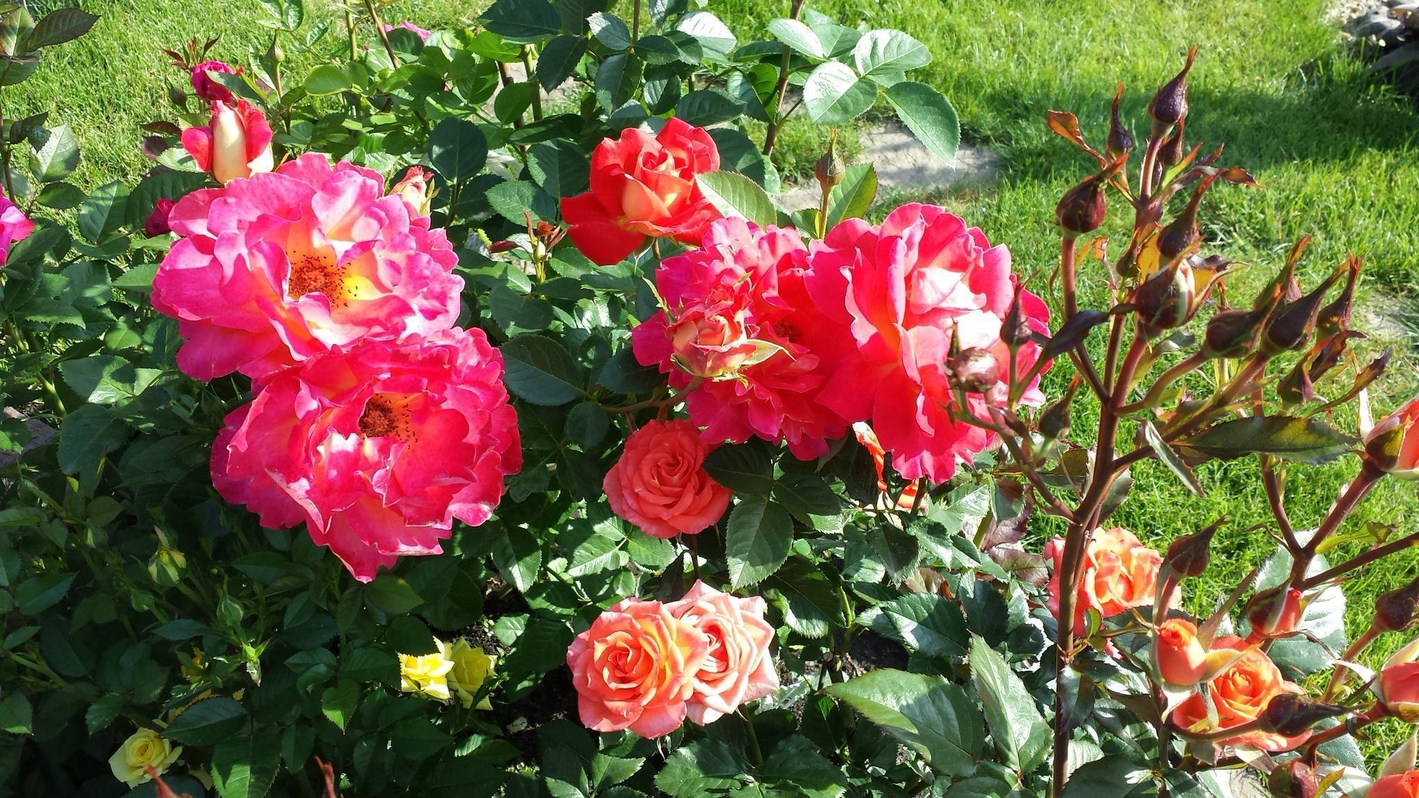 Роза Арлекин (Arlequin) — особенности сорта
