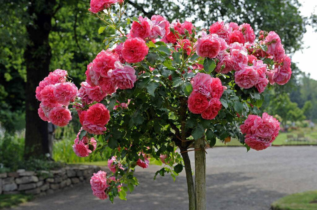 Гебрюдер гримм роза - как выглядит, правила выращивания, отзывы