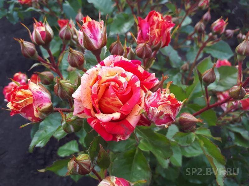✅ роза спрей желтый фото и описание. розы спрей: особенности, сорта и правила ухода