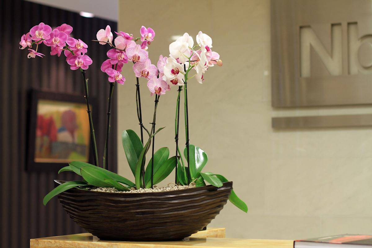 Комнатные Цветы Орхидеи