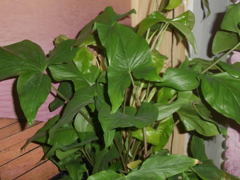 Сингониум — идеален для озеленения кухни и ванной комнаты. уход в домашних условиях. фото — ботаничка