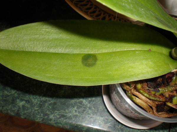 Пятна на листьях орхидеи (черные, белые, темные): что делать, почему появляются на фаленопсис