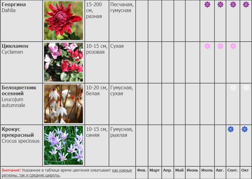 Когда цветут пионы: сколько по времени длится период цветения и как выглядит цветок, что делать, если у растения не распускаются бутоны?