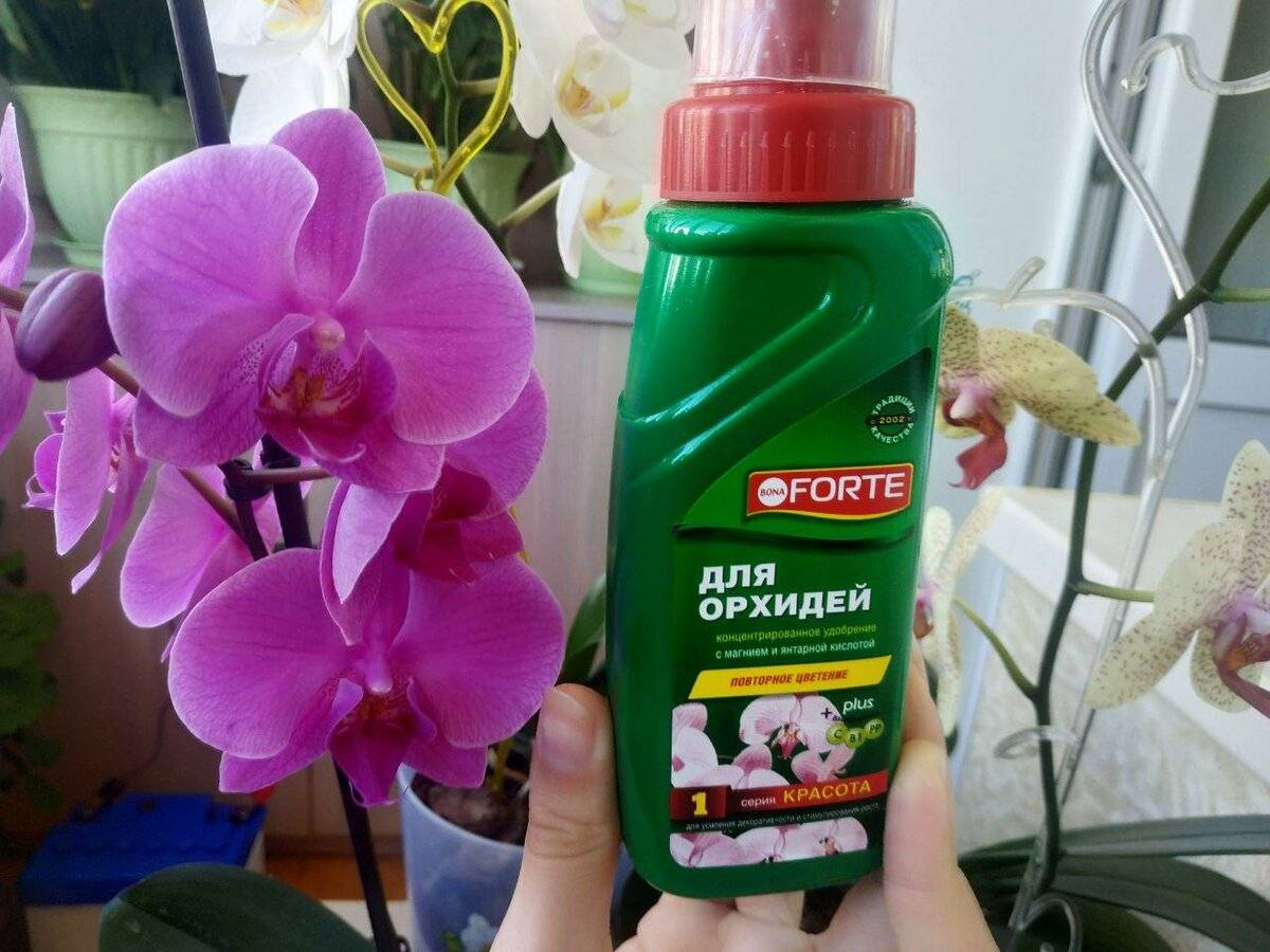 Чем подкормить орхидею в домашних условиях – чтоб цвела и давала деток