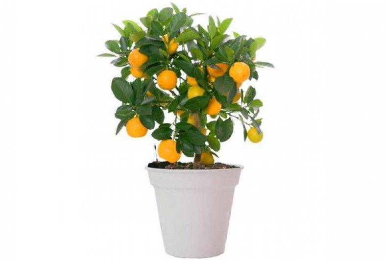 Как вырастить из косточки апельсиновое дерево