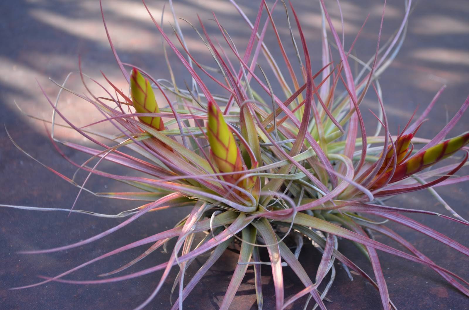 Цветок тилландсия – уход в домашних условиях, виды, фото, размножение