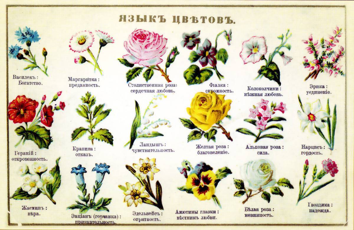 Какой цвет цветов что означает и как его понять? :: syl.ru
