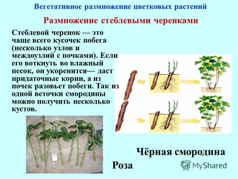 Посадка деревьев и кустарников. рекомендации и правила. часть 1 - московская школа ухода за деревьями «здоровый лес»