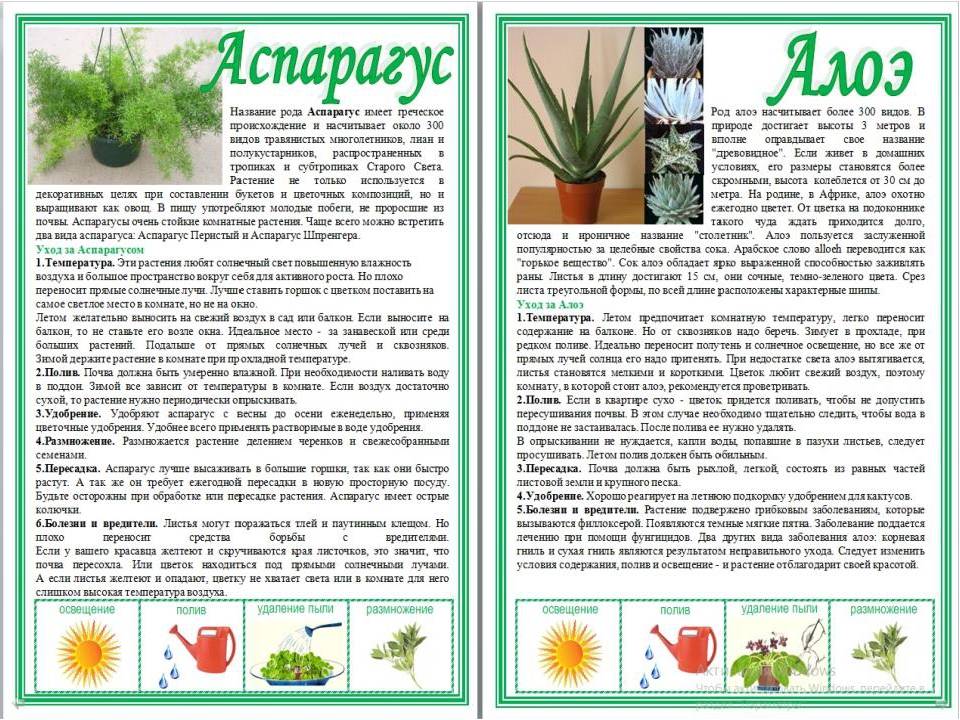 Целебное растение алоэ: польза и вред, применение в лечебных целях и в косметологии