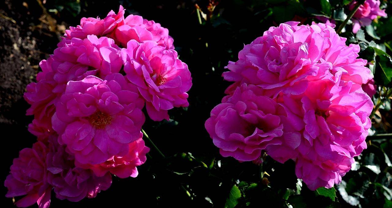 || роза квадра описание. лучшие сорта канадских парковых роз. технология посадки и основные мероприятия по уходу || сад в бутылке – бизнес без вложений как сделать сад в бутылке руками || как правильн