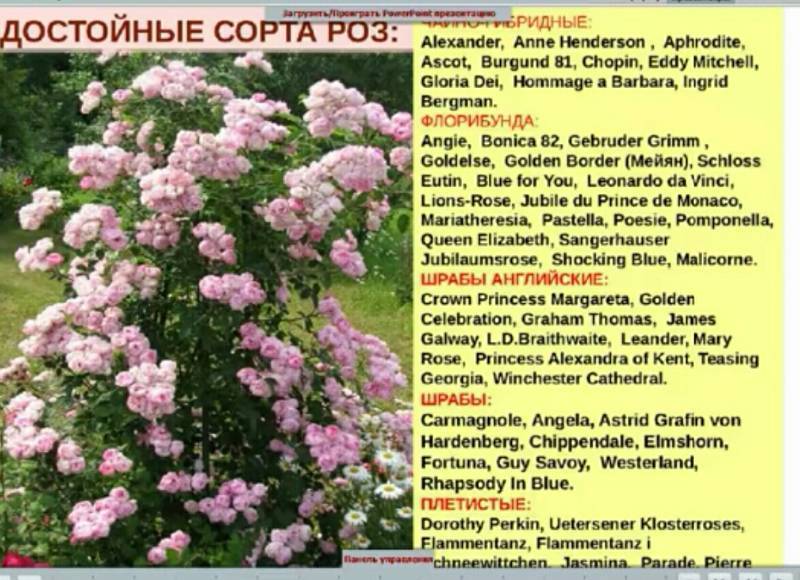Плетистая роза флорентина, фото и описание