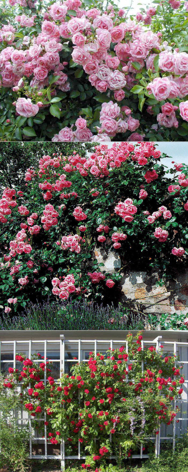 Плетистые розы: посадка и уход, размножение, обрезка, сорта, фото