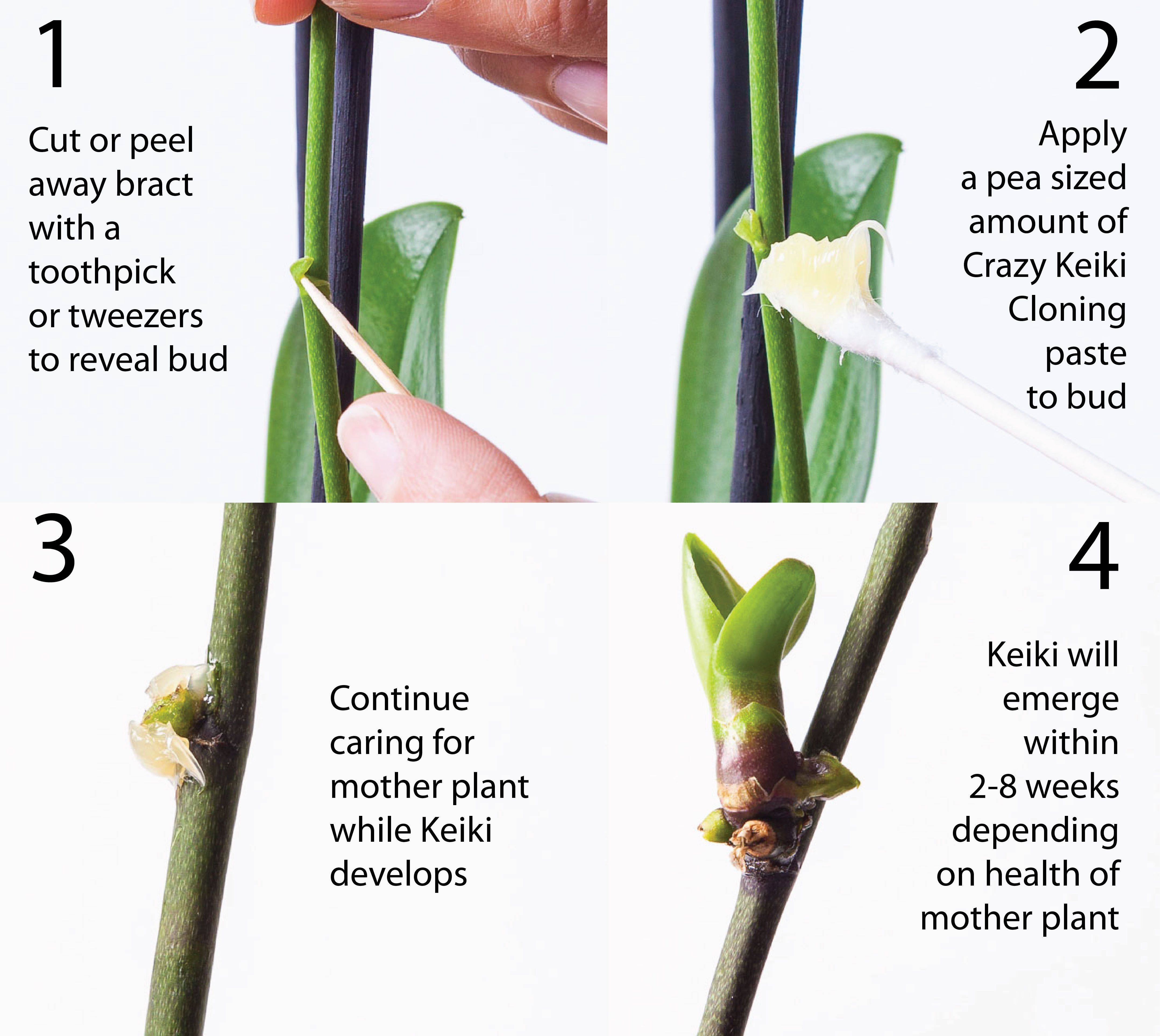 Выращивание орхидей — как размножить орхидею в домашних условиях