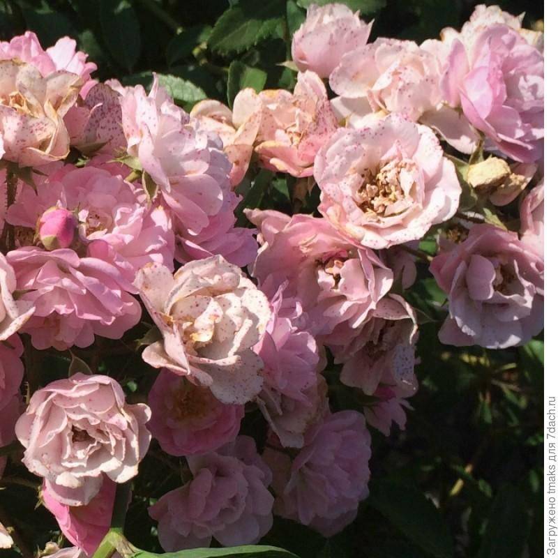 Роза Хэвенли Пинк (Heavenly Pink) — описание сорта