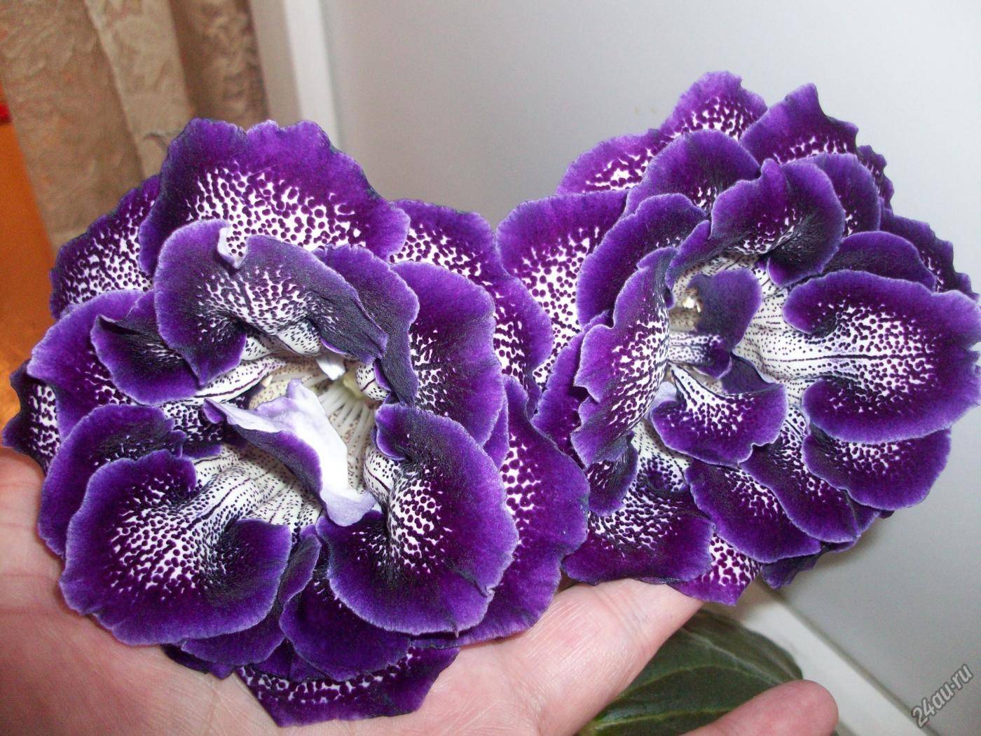 Невероятно красивый цветок — глоксиния