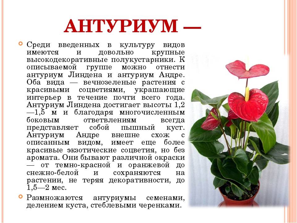 Спатифиллум (цветок "женское счастье"): как ухаживать, как пересадить, полив, подкормка