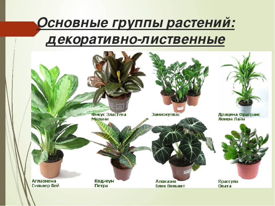 10 лучших красивоцветущих комнатных растений. список названий с фото — ботаничка