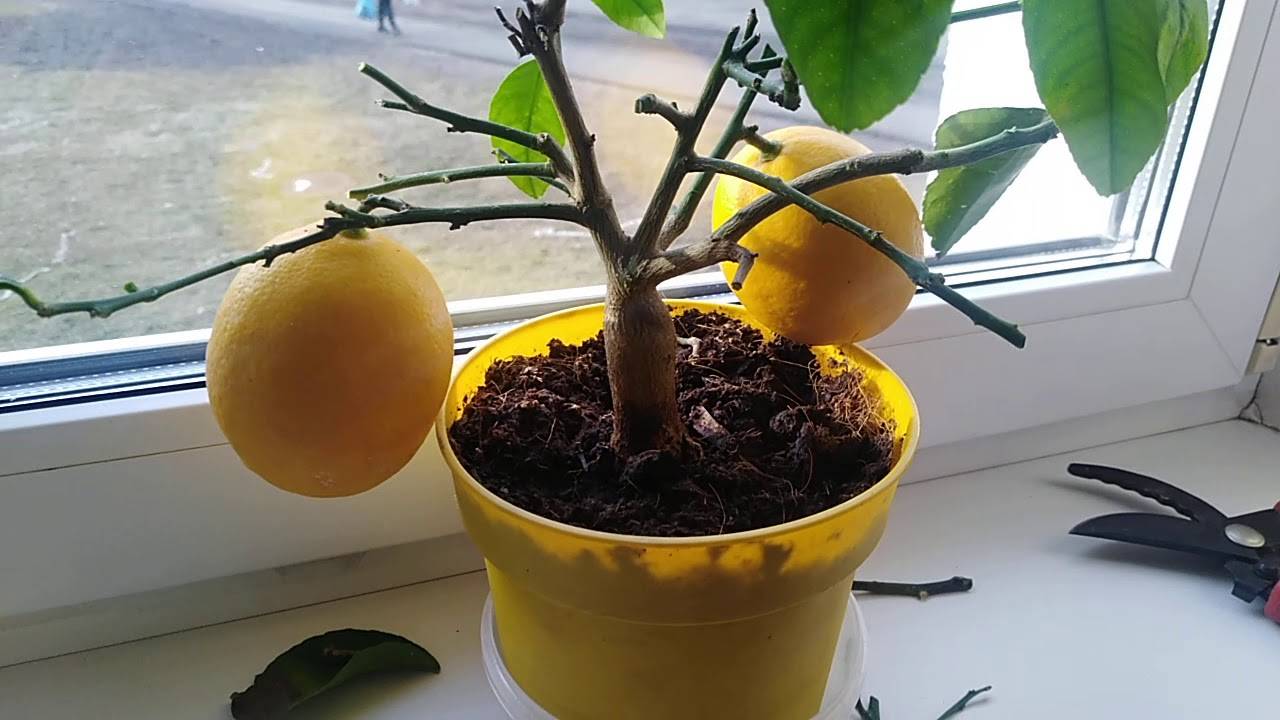Как вырастить лимон из косточки в домашних условиях, уход за растением в горшке
