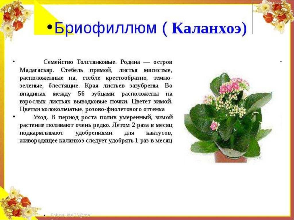 Каланхоэ блоссфельда: уход в домашних условиях, описание растения с фото selo.guru — интернет портал о сельском хозяйстве