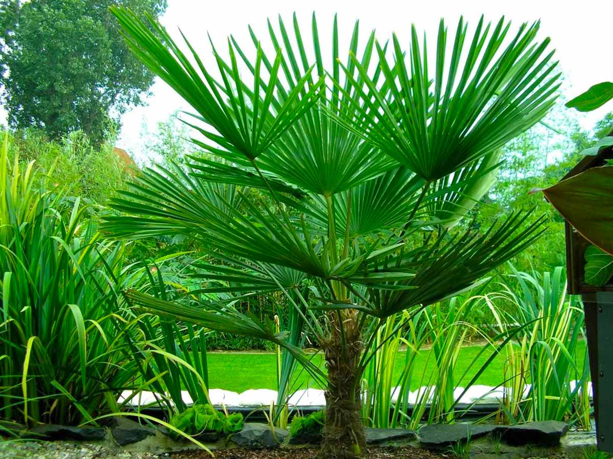 Комнатная пальма трахикарпус: уход в домашних условиях