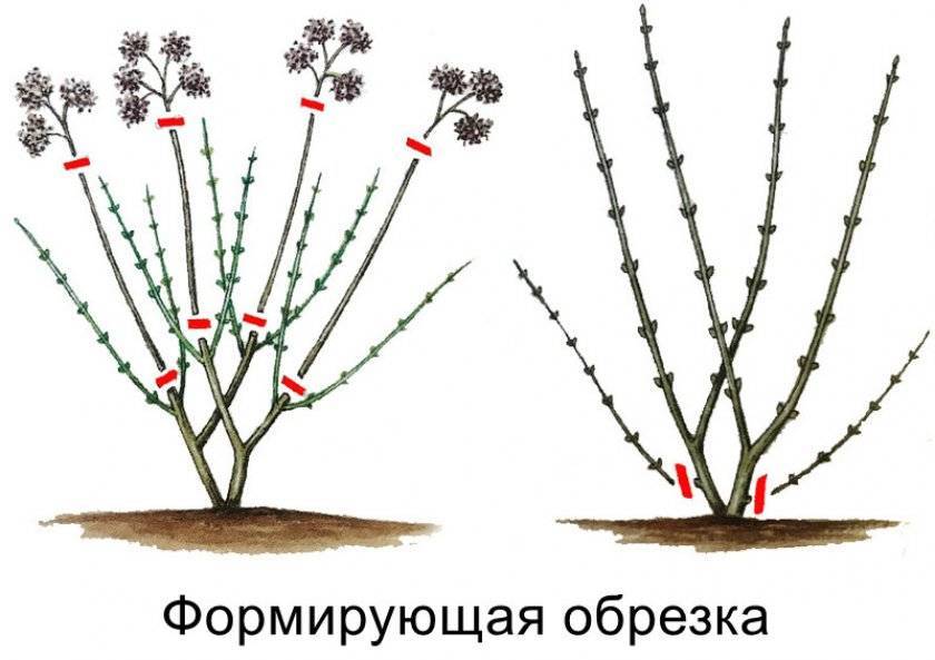 Как посадить спирею. как размножать цветок черенками