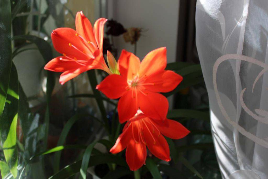 Валлота: уход за цветком в домашних условиях