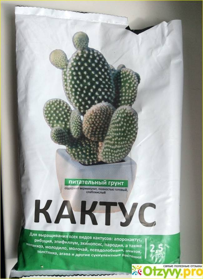 Грунт для кактусов: какие нужны компоненты для приготовления смеси