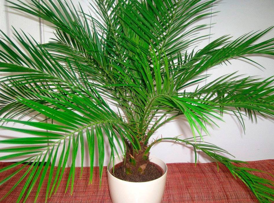 Домашняя пальма: уход и условия содержания. виды домашних пальм (фото), лучшее место для размещения