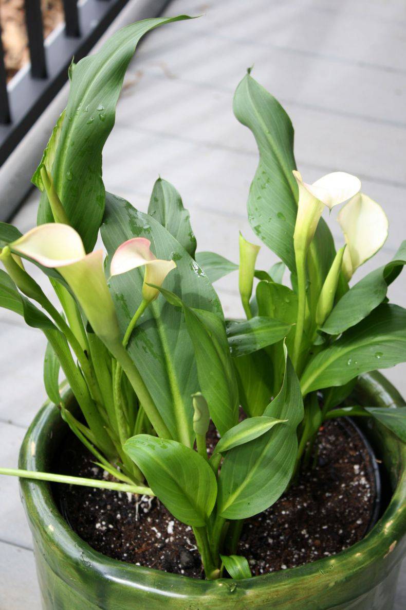 Цветок калла в горшке - уход и выращивание в домашних условиях