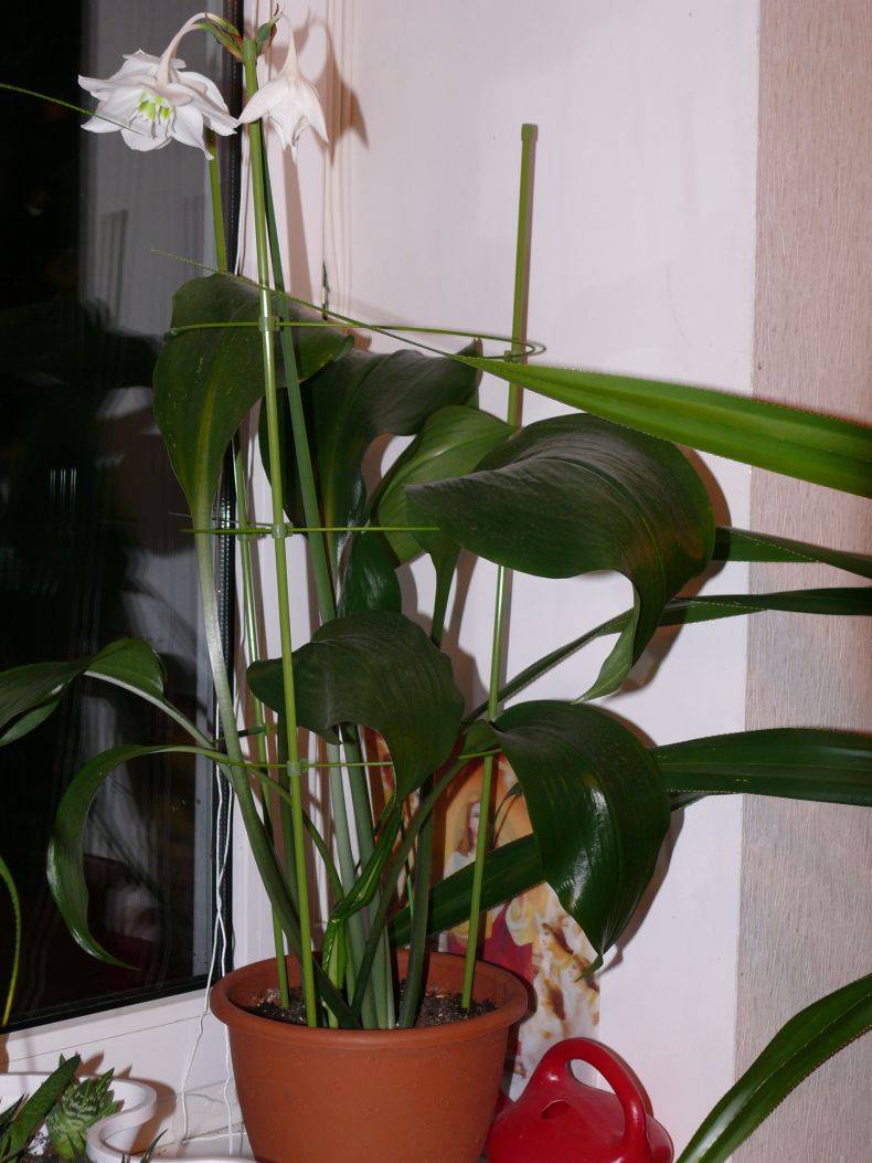 Уход за эухарисом в домашних условиях: правила содержания комнатного цветка, как ухаживать за амазонской лилией летом и зимой