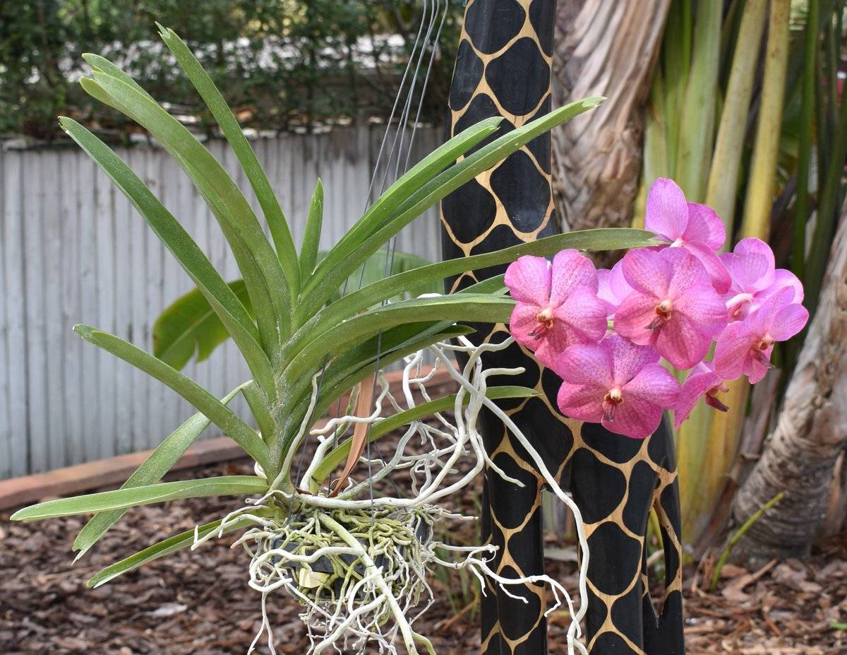 Особенности орхидеи ванда и зигопеталума | cельхозпортал
