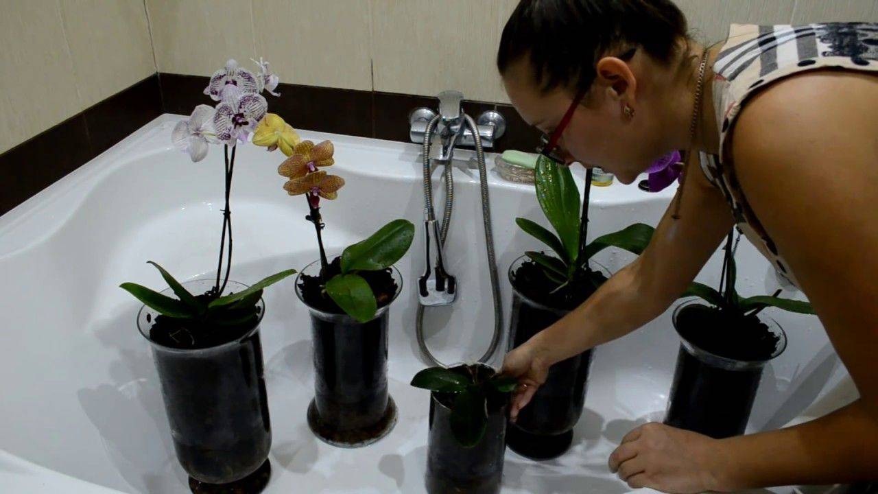 Секреты ухода: как правильно поливать орхидею, если цветок растет в домашних условиях в горшке или кашпо?