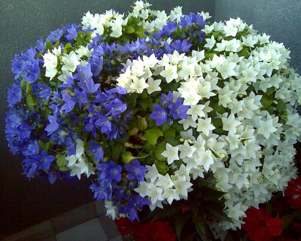 Цветок "невеста": уход в домашних условиях, описание, особенности выращивания. цветок кампанула - sadovnikam.ru
