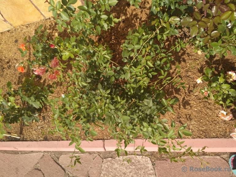 Заметки садовода. как не допустить превращения сортовой розы в шиповник: обрезка