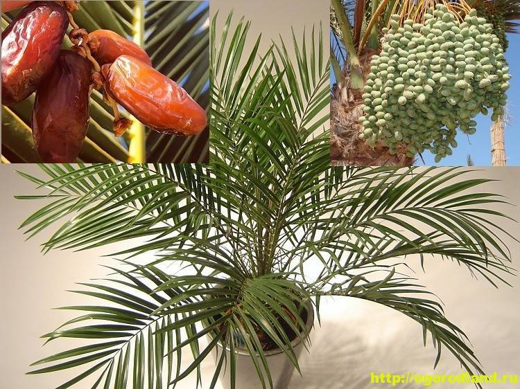 Финиковая пальма дома: как посадить, какого ухода требует, сколько и как растет в комнатных условиях?