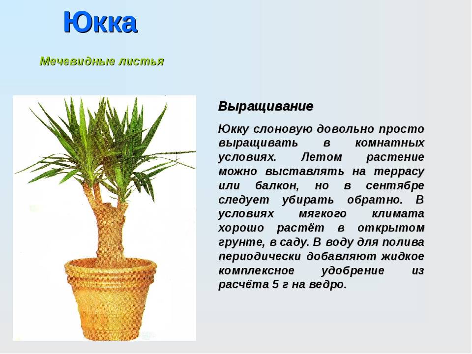 ᐉ цветок юкка: уход в домашних условиях, фото, пересадка, размножение, почему желтеет - roza-zanoza.ru