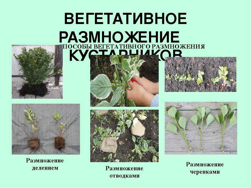 Вегетативное размножение растений: способы и правила действия