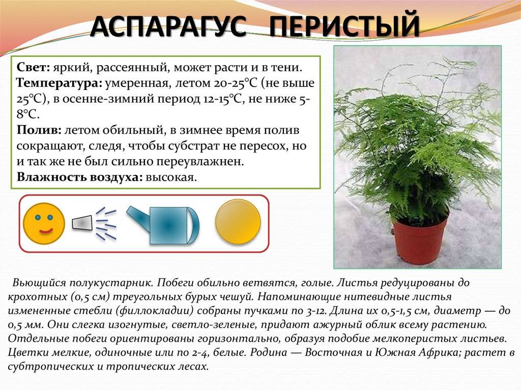 Аспарагус - размножение в домашних условиях: из семян, черенками, как рассадить