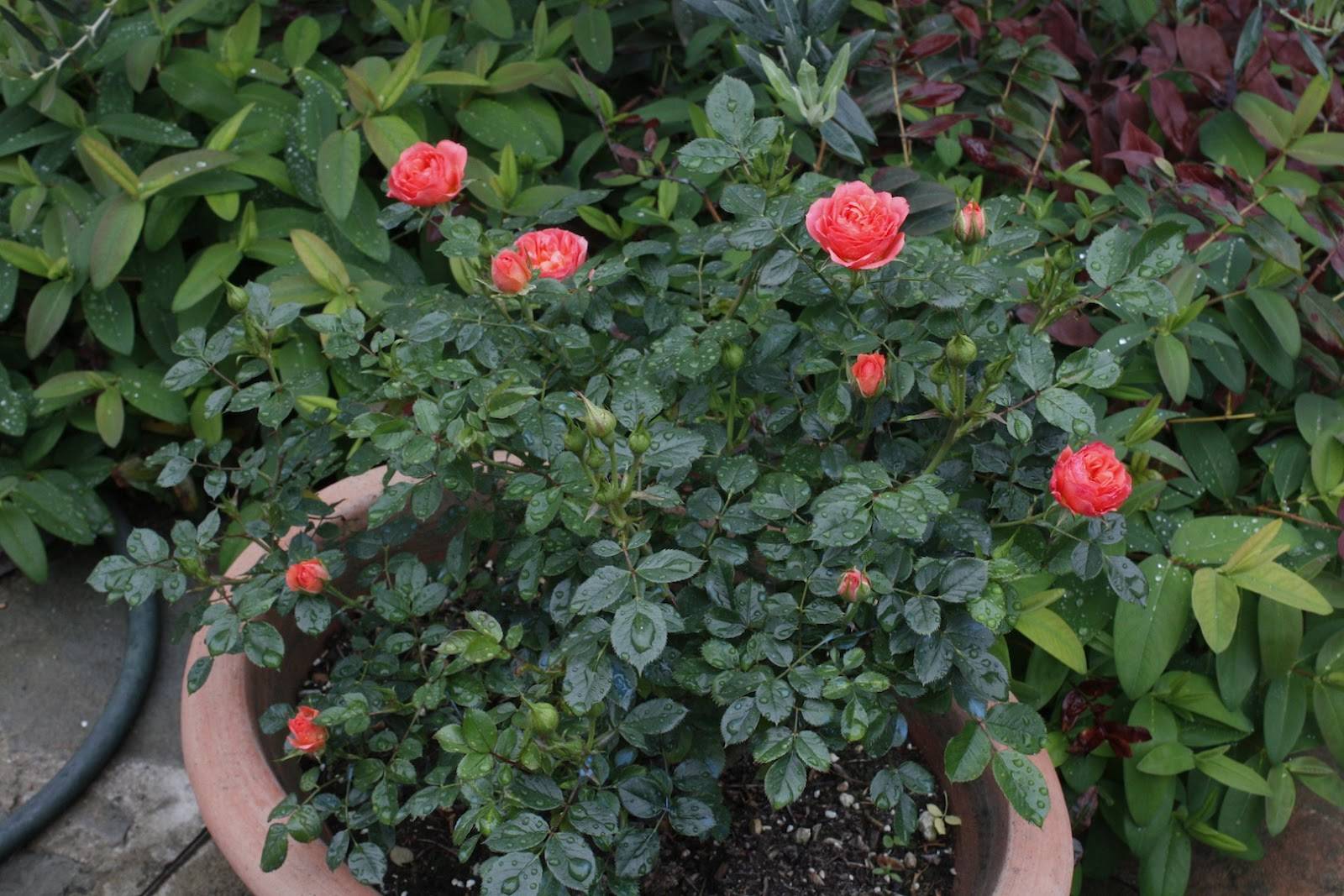 Спрей роза – что это такое? популярные сорта, посадка и уход за цветами